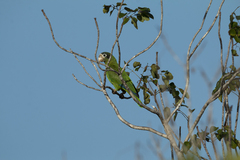 Amazona ventralis