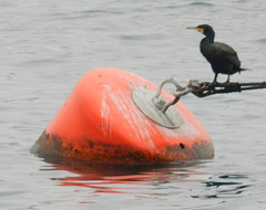 Phalacrocorax carbo