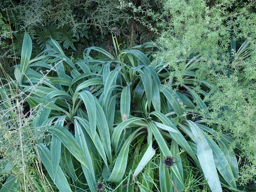 Celmisia mackaui