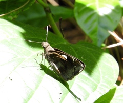 Notocrypta