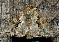 Achatia distincta