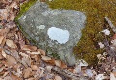 Pertusaria plittiana