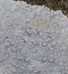 Pertusaria plittiana