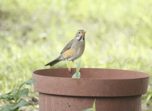 Kurrichane Thrush (Turdus libonyana), photo 2