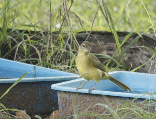 Yellow-bellied Greenbul (Chlorocichla flaviventris), photo 1