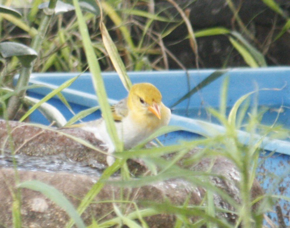 Red-headed Weaver (Anaplectes rubriceps), photo 2