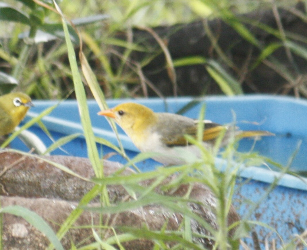 Red-headed Weaver (Anaplectes rubriceps), photo 3