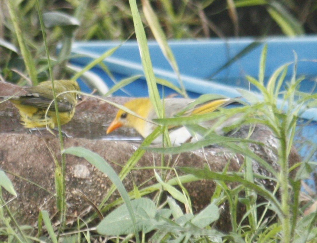 Red-headed Weaver (Anaplectes rubriceps), photo 9