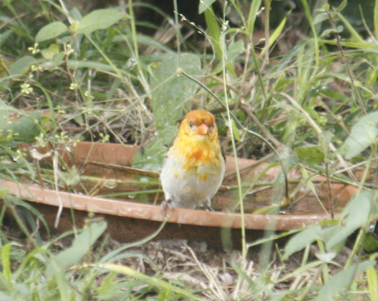 Red-headed Weaver (Anaplectes rubriceps), photo 10
