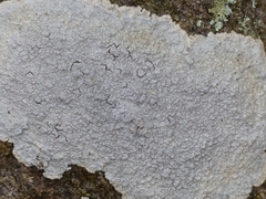 Pertusaria plittiana