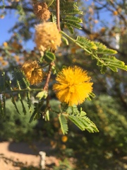 Vachellia farnesiana