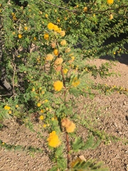 Vachellia farnesiana