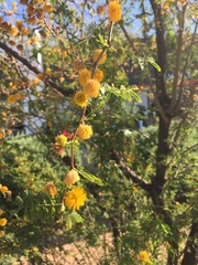 Vachellia farnesiana
