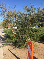 Vachellia farnesiana