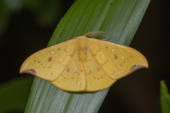 Tridrepana fulvata