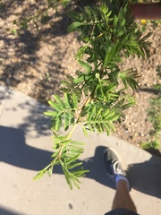 Vachellia farnesiana