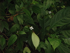 Miconia cephaloides