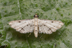 Sufetula
