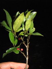 Ilex guianensis