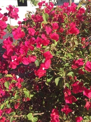 Bougainvillea