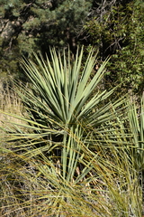 Yucca madrensis