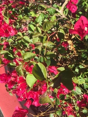 Bougainvillea