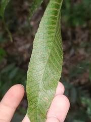 Dendroconche ampla