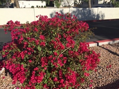 Bougainvillea