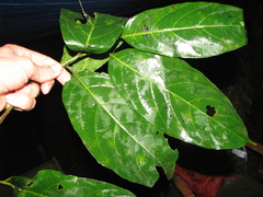 Calatola costaricensis