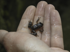 Boulenger's Backpack Frog photo 3