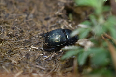 Onthotrupes nebularum
