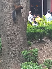 Sciurus aureogaster