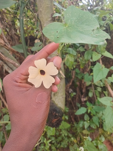 Black-eyed Susan vine