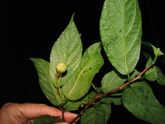 Styrax glabrescens