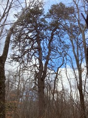 Pitch Pine (Pinus rigida)