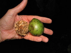 Calatola costaricensis