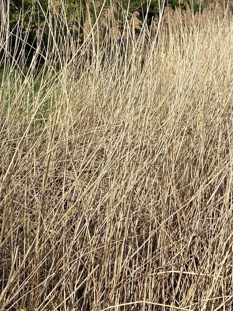 common reed from Butt Lane, Coventry, England, GB on April 25, 2026 at ...