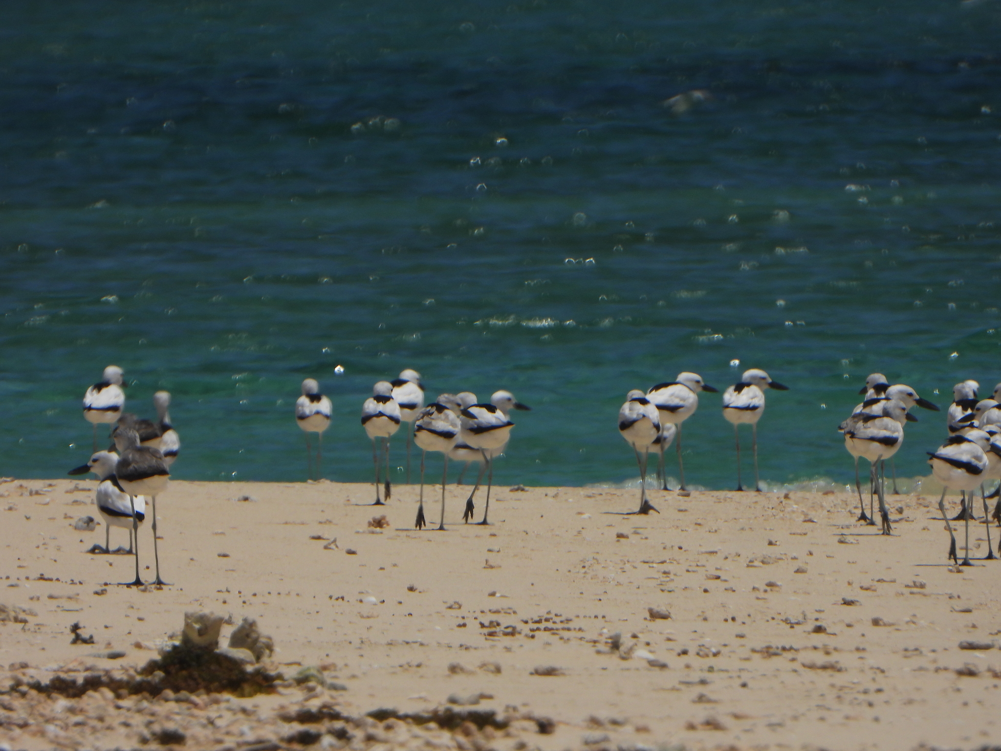 Crab-plover (Dromas ardeola), photo 6