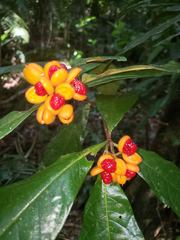 Pittosporum rubiginosum