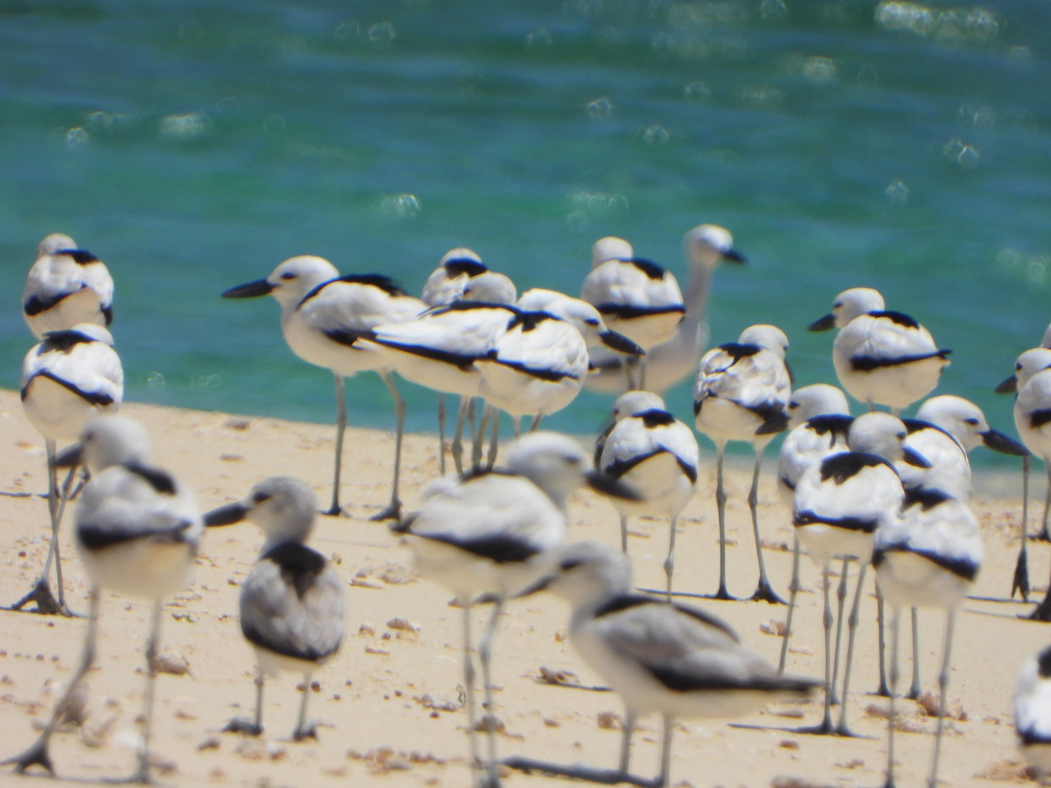 Crab-plover (Dromas ardeola), photo 7