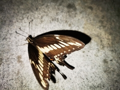 Papilio ornythion ornythion