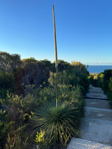 Xanthorrhoea resinosa