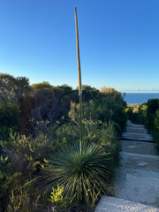 Xanthorrhoea resinosa
