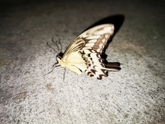 Papilio ornythion ornythion