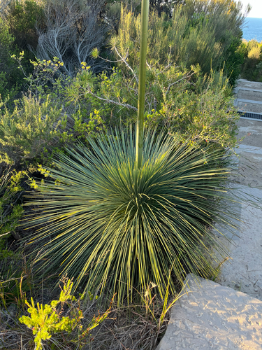 Xanthorrhoea resinosa, photograph 2