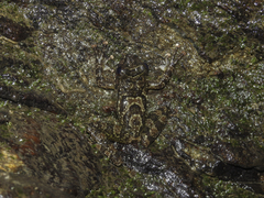 Boulenger's Backpack Frog photo 2