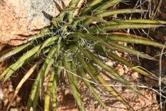 Agave schottii schottii
