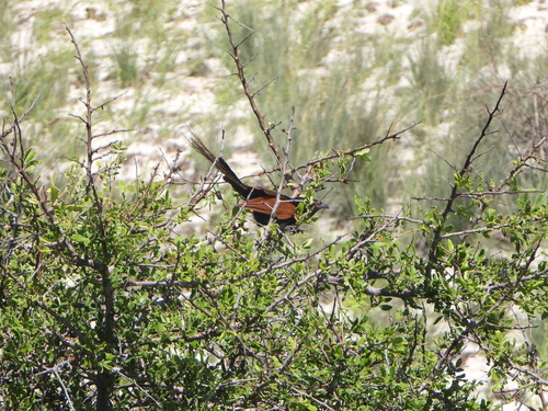 Malagasy Coucal (Centropus toulou)