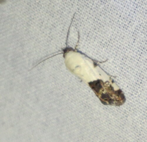 Exposed Bird Dropping Moth photo 5