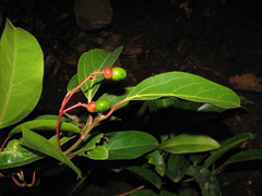 Aiouea montana